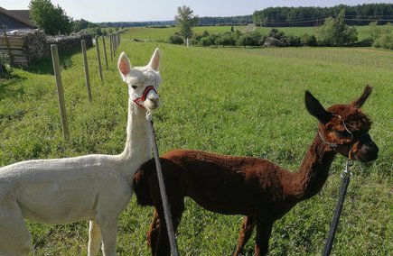 Alpakas auf einer Wiese in Klöch, Bad Radkersburg Alpakas auf einer Wiese in Klöch, Bad Radkersburg