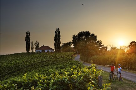 Radeln durch die Weinregion Radeln durch die Weinregion