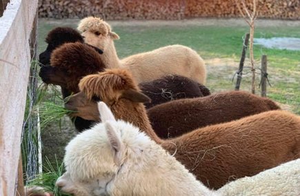 Klöcher Alpakas in der Region Bad Radkersburg Klöcher Alpakas in der Region Bad Radkersburg