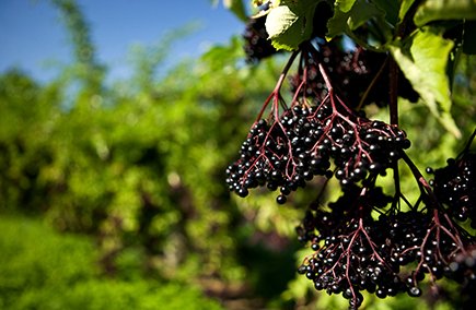 Holunder- und Aronia-Zeit