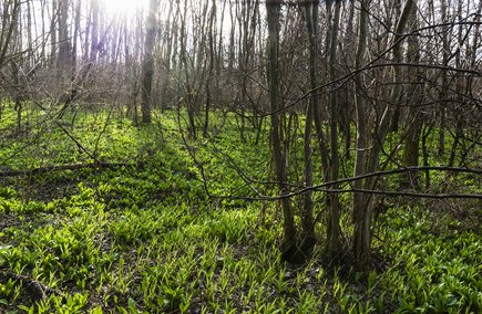 Wunderschöne Murauen (c) pixelmaker.at, TVB Region Bad Radkersburg Wunderschöne Murauen (c) pixelmaker.at, TVB Region Bad Radkersburg