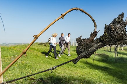 Wandern (c)pixelmaker.at TV Bad Radkersburg Wandern (c)pixelmaker.at TV Bad Radkersburg