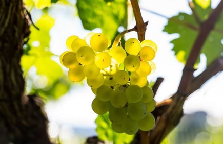 Weintrauben der Region Bad Radkersburg Weintrauben der Region Bad Radkersburg