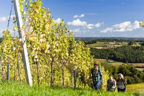 Weinwandern Weinwandern