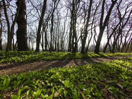 Murauen Bad Radkersburg Murauen Bad Radkersburg