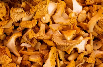 Knackige Eierschwammerl (c) pixabay Knackige Eierschwammerl (c) pixabay